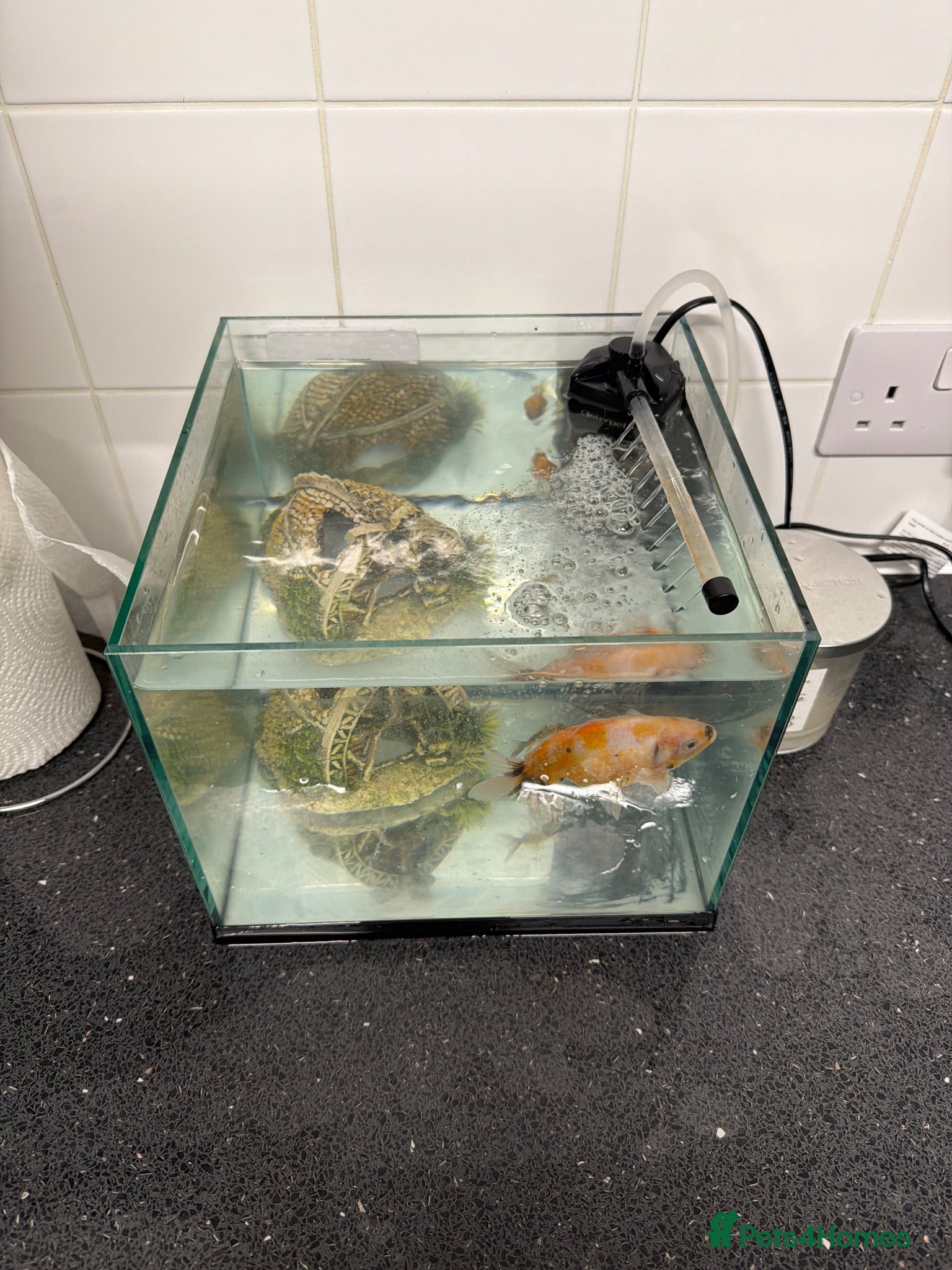 Fancy Goldfish fish Fancy Goldfish - Need going to a new home ASAP - Advert 2
