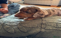 Dachshund dogs for sale: Gorgeous Dappled Dachshund Boy - Image 4