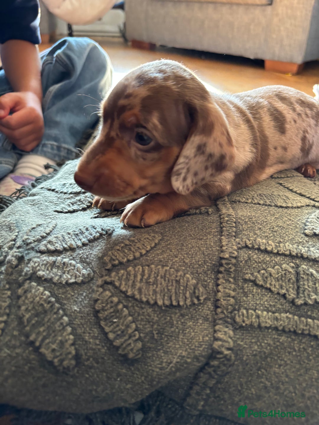 Dachshund dogs for sale: Gorgeous Dappled Dachshund Boy - Image 4