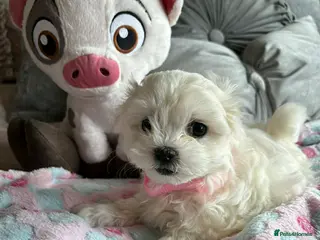 Maltese dogs Gorgeous tiny Korean Maltese puppies 🐶 - Advert 17