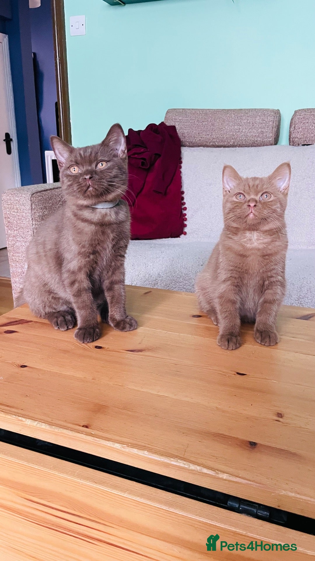 British Shorthair cats Beautiful chocolate/cinnamon BSH boys - Advert 1
