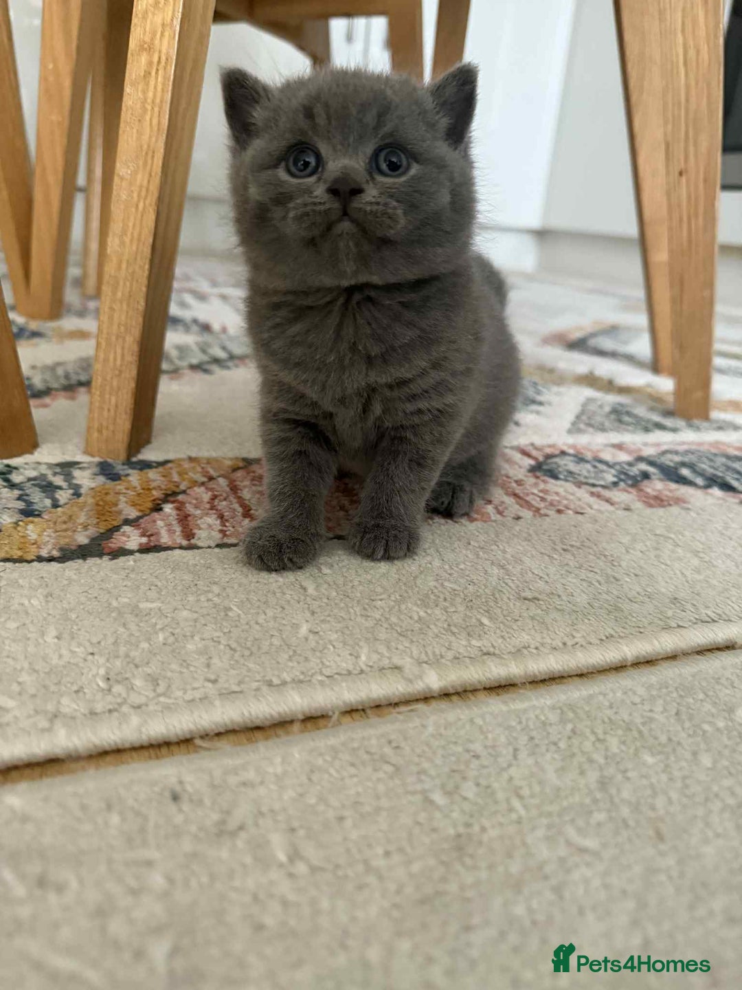 British Shorthair cats for sale: British shorthair - Image 6