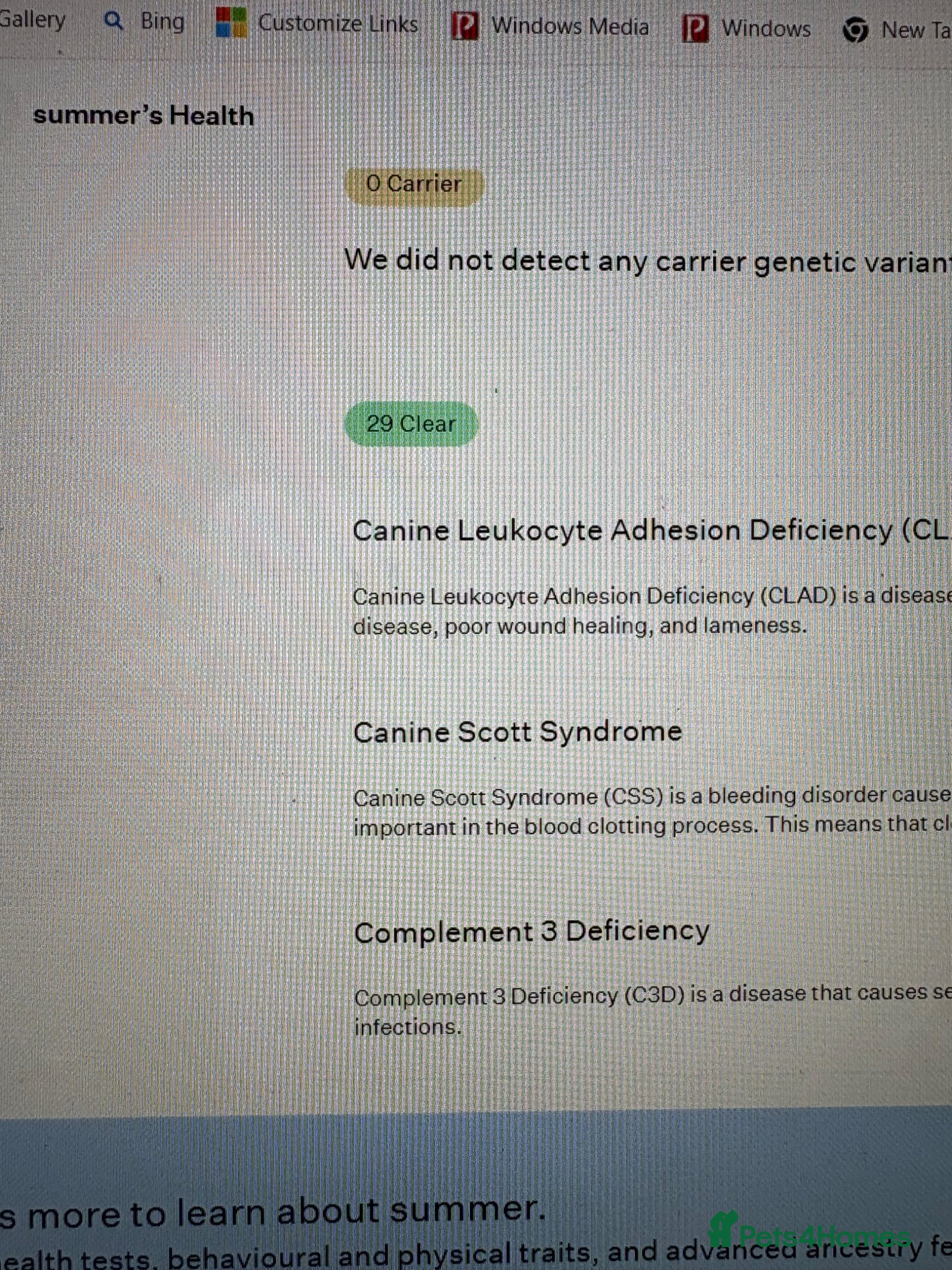 Mixed Breed dogs Truly Stunning Female cavador  - Advert 2