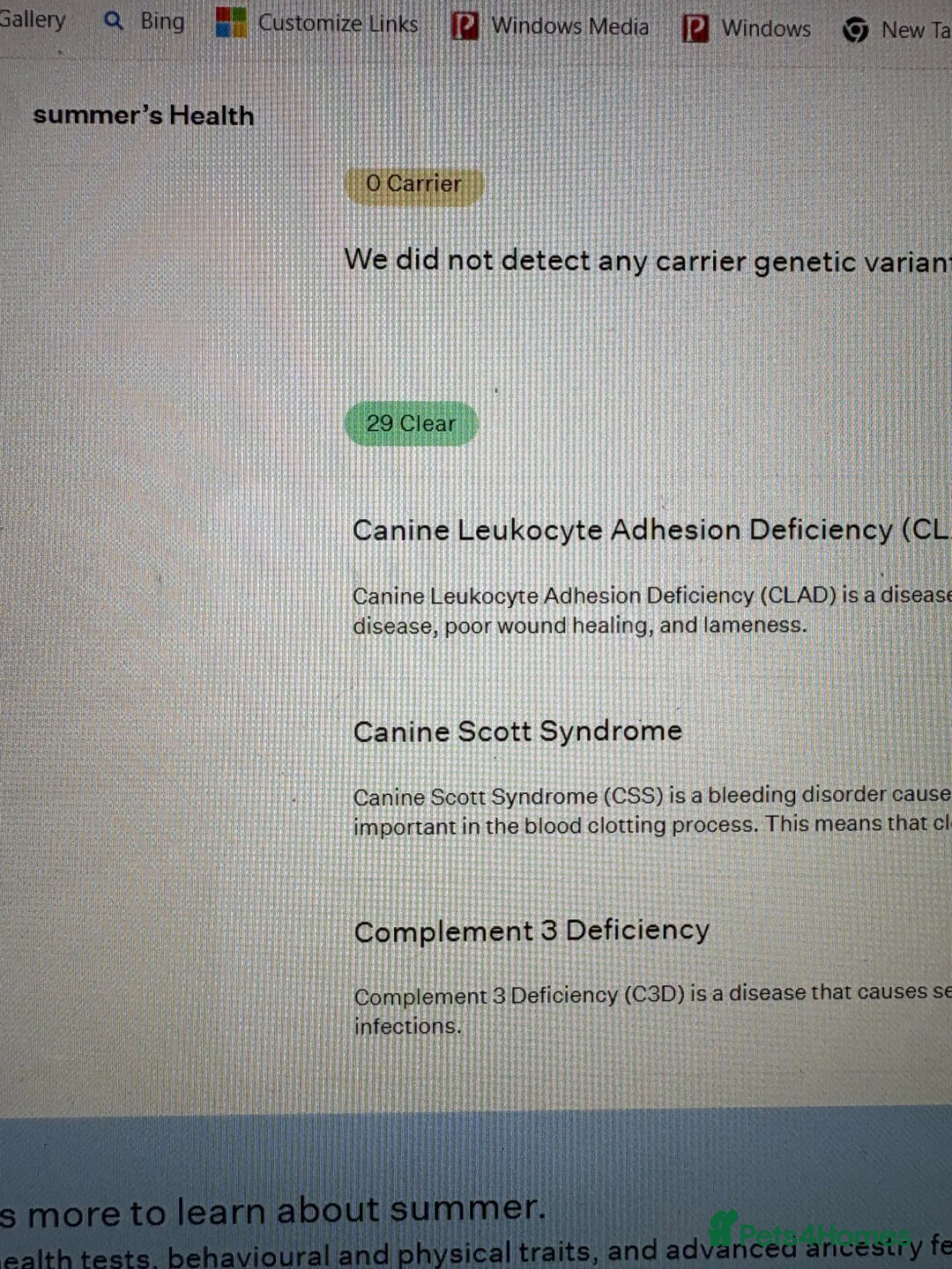 Mixed Breed dogs for sale: Truly Stunning Female cavador  - Advert 2