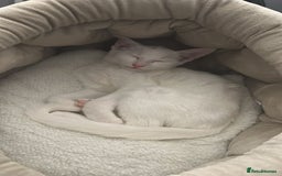 Mixed Breed cats for sale: Siamese x Maine coon - Advert 1