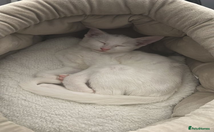 Mixed Breed cats Siamese x Maine coon - Advert 2