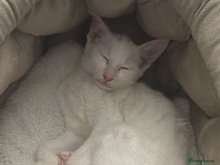 Mixed Breed cats Siamese x Maine coon - Advert 11