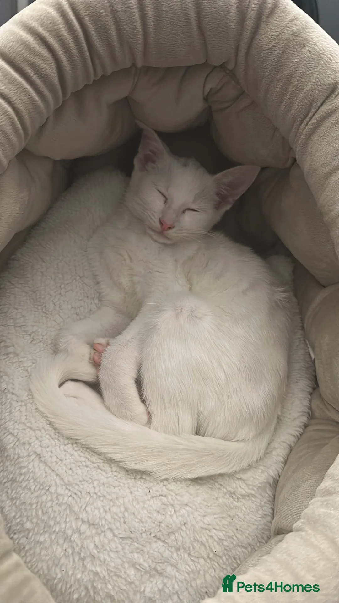 Mixed Breed cats for sale: Siamese x Maine coon - Advert 1