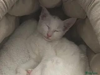 Mixed Breed cats Siamese x Maine coon - Advert 1