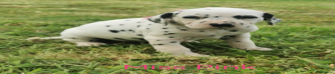 Dalmatian Puppy 7
