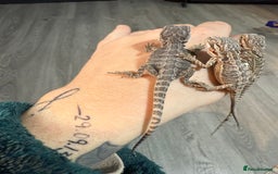 Bearded Dragon reptiles for sale: Bearded Dragon Babies - Advert 8