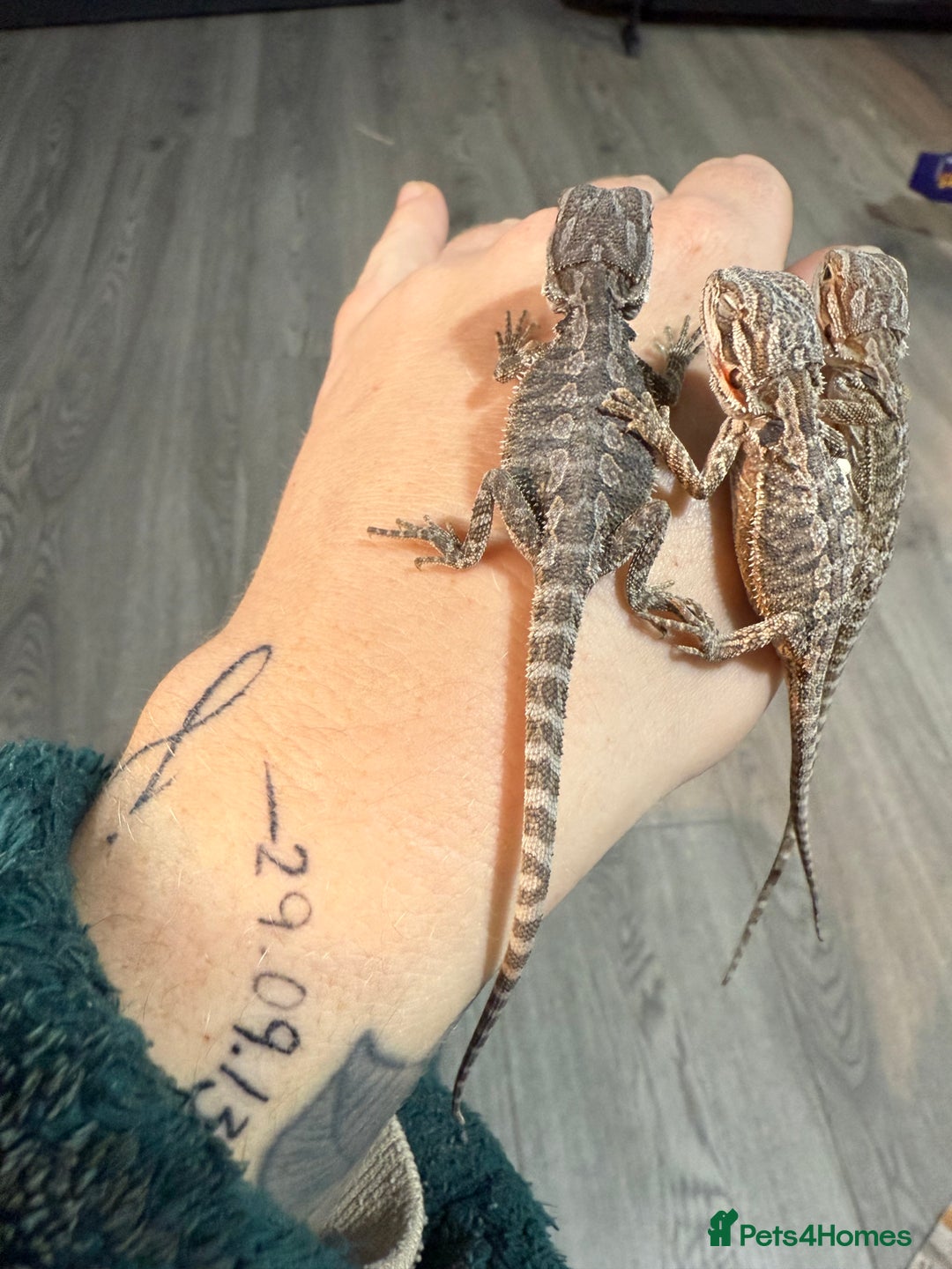 Bearded Dragon reptiles for sale: Bearded Dragon Babies - Advert 8