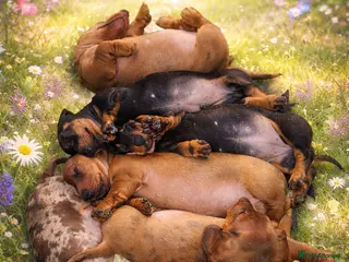 Dachshund dogs Ready Now ! KC Standard Dachshund puppies! - Advert 3