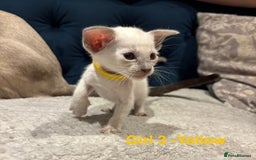 Siamese cats for sale: ✨Gorgeous GCCF registered kittens✨ - Image 15