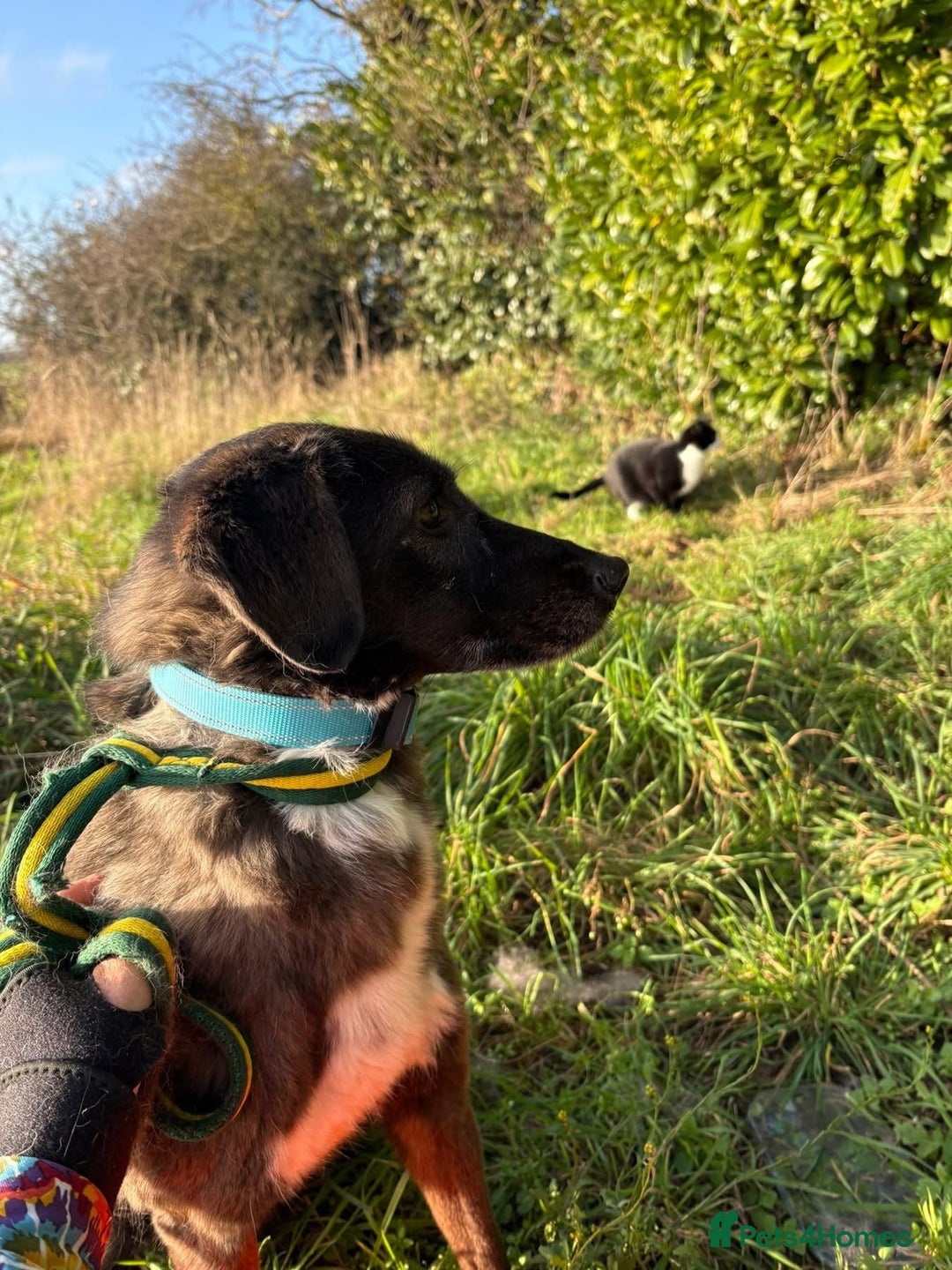 Mixed Breed dogs for adoption: Felice - Norwich Norfolk  - Advert 11