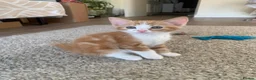Mixed Breed cats for sale: Meet the Purr-fect Trio: Kurilian Bobtail Mixes - Advert 11