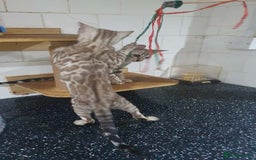 Bengal cats for sale: 🔥✨Pedigree TICA-Registered Bengals - Image 4