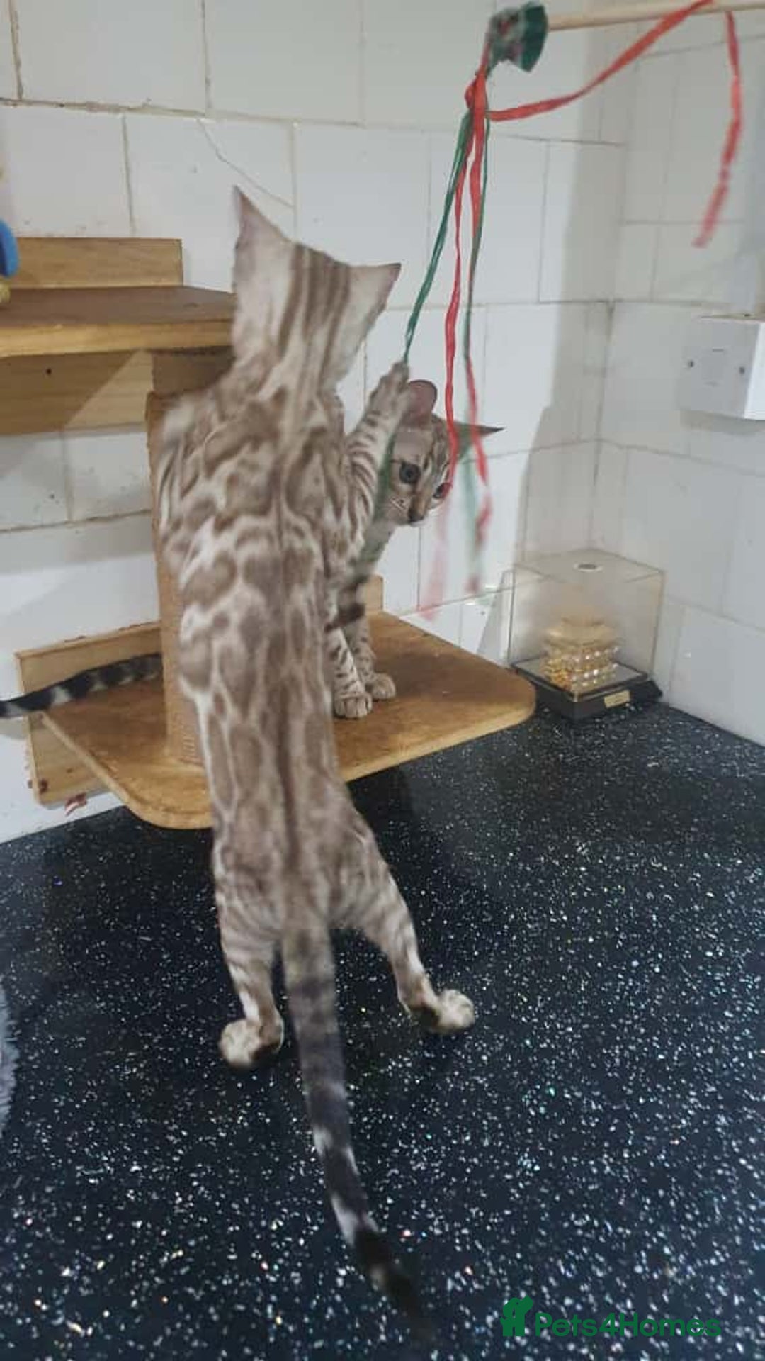 Bengal cats for sale: 🔥✨Pedigree TICA-Registered Bengals - Image 4