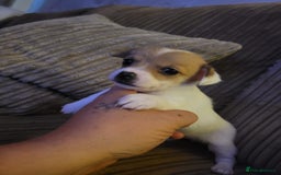 Jack Russell dogs for sale: Jack x chihuahua pups READY TO LEAVE  - Image 4