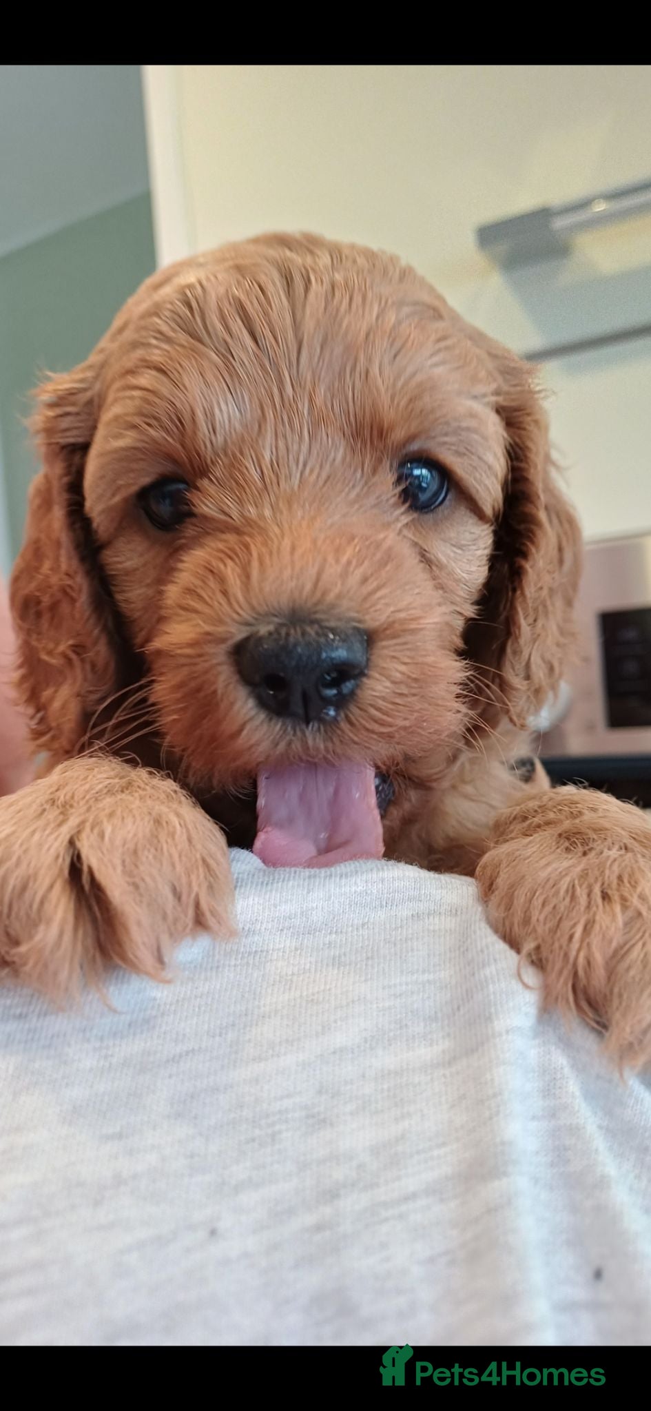 Cavapoo dogs HEALTH-TESTED CAVAPOOS. - Advert 2