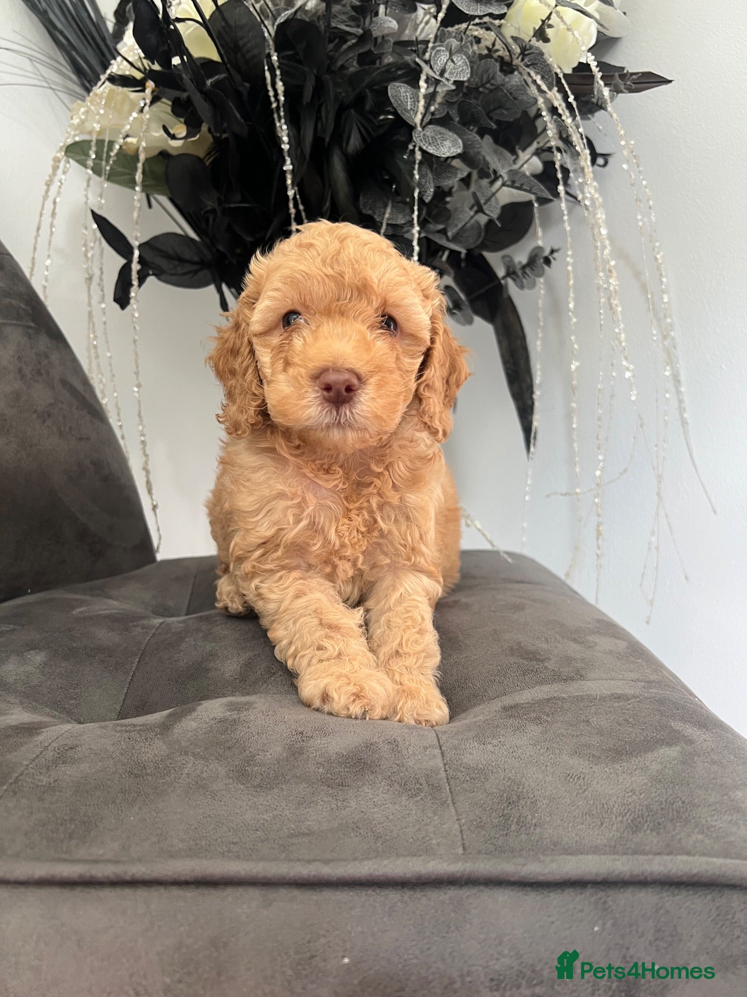 Cockapoo dogs 1 boy available.F1b mini cockapoos Health tested.  - Advert 1