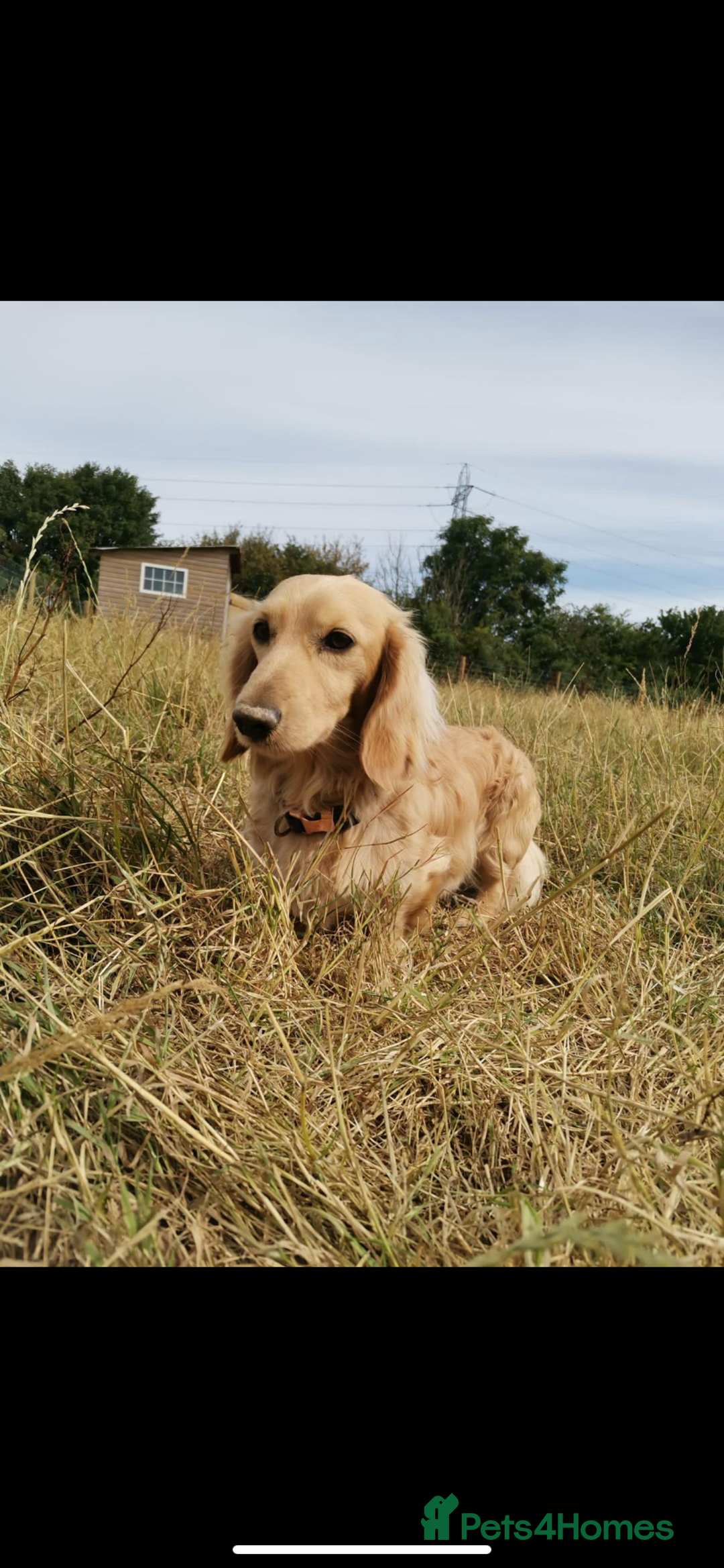 Miniature Dachshund dogs for stud: Cream Miniature long hair dachshund  - Image 8