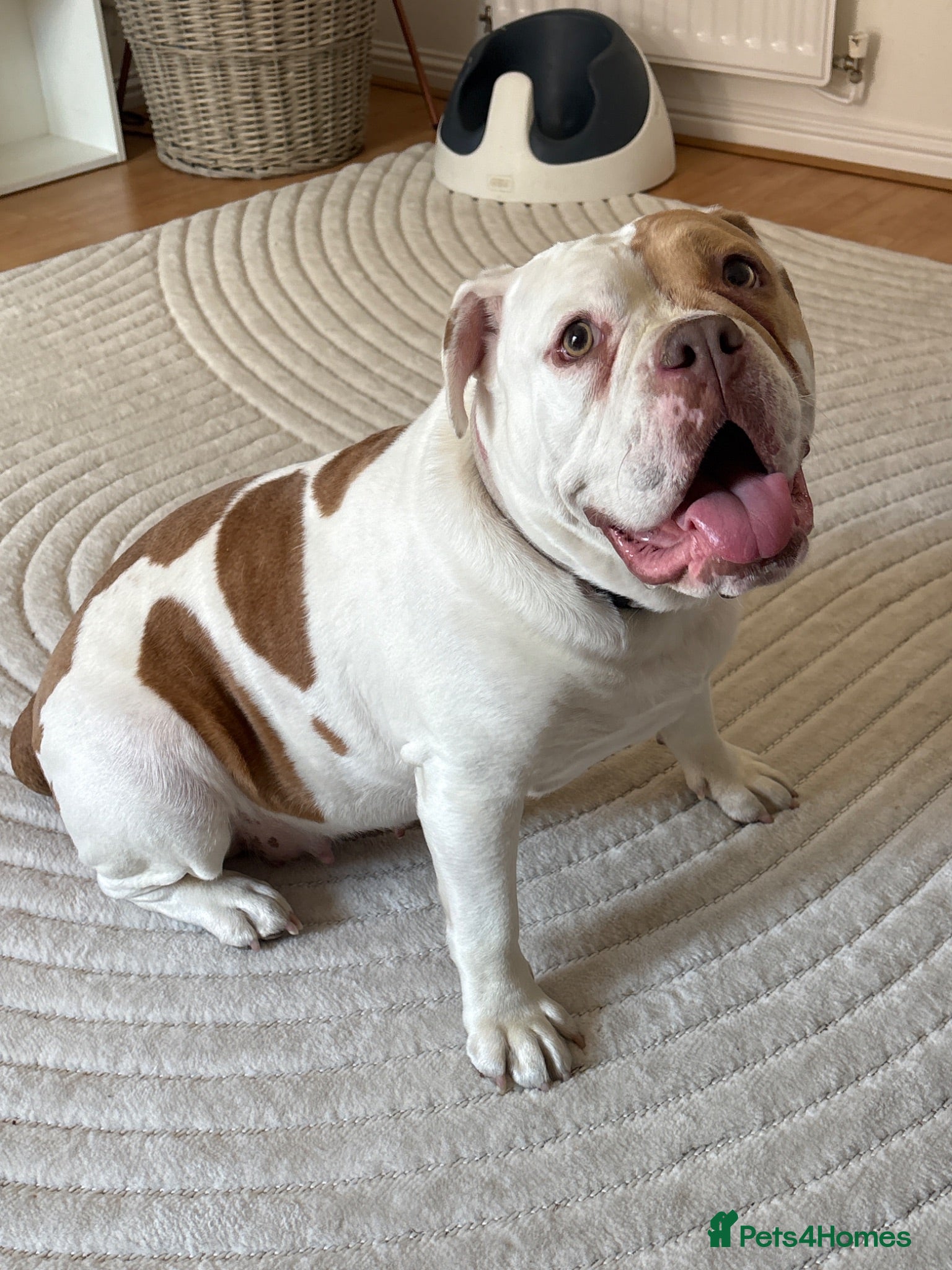 English Bulldog dogs Beautiful English bulldog  - Advert 4
