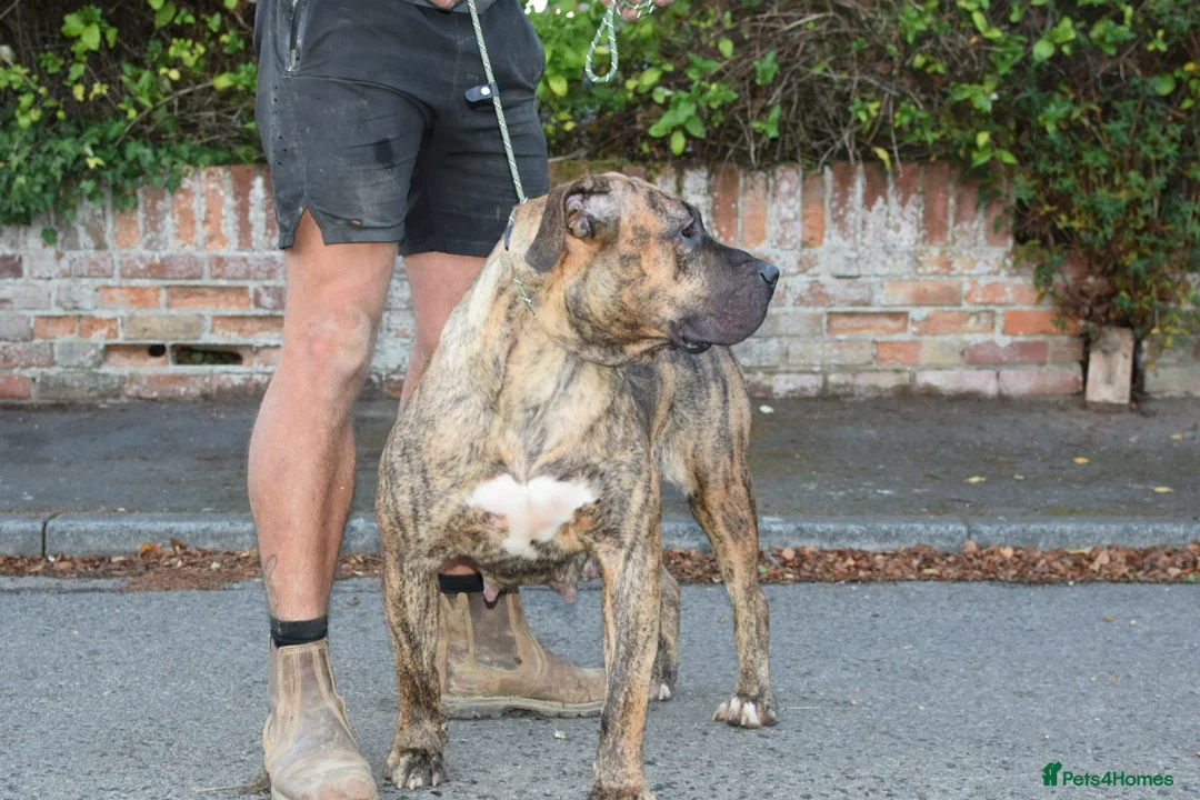 Presa Canario dogs for sale: Presa Canario puppies champion bloodlines - Advert 17