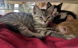 Mixed Breed cats for sale: 2 kittens  in Grays - Image 8