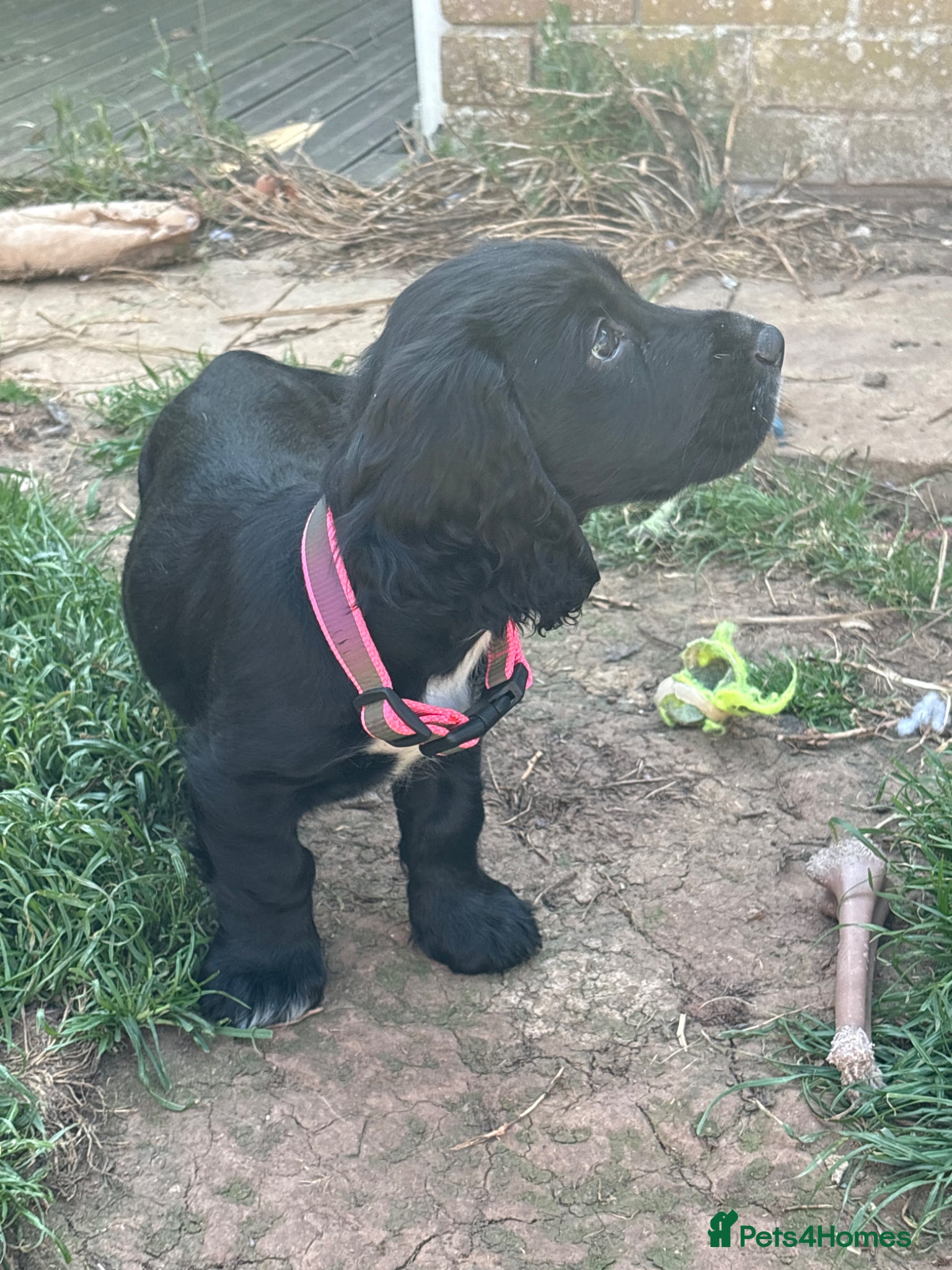 Sprocker dogs Stunning Family-Raised Sprocker Puppies - Advert 1