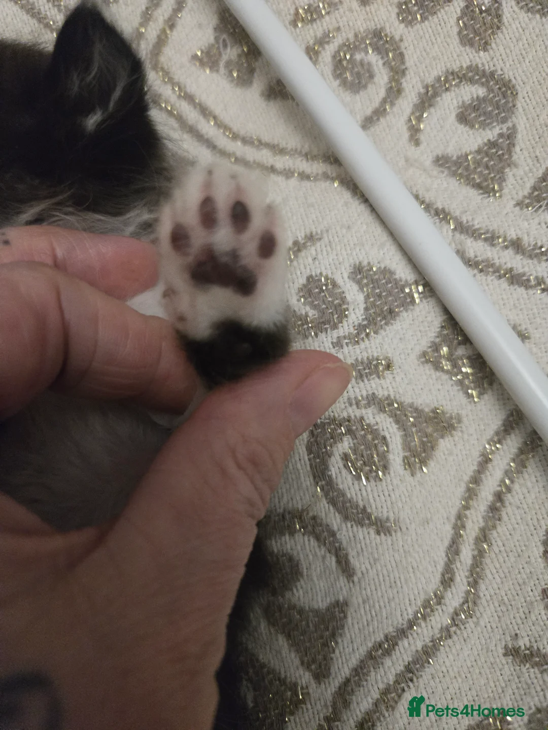 Siamese cats for sale: Beautiful siamese boys and girls  - Advert 13