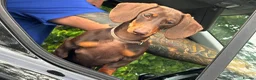Dachshund dogs for stud: 🐶 Quality Dachshund Stud Available 🐶 - Advert 4