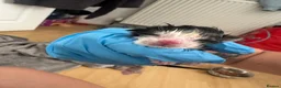 British Longhair cats for sale: Kittens 💙💕 - Advert 10