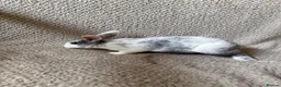 Rex rabbits for sale: Last one! Lovely mini Rex boy  - Advert 5