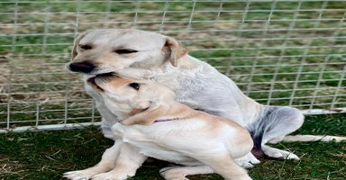 Labrador Retriever dogs in Doncaster - Advert 3