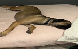 Cane Corso dogs for sale: Female Cane Corso in Warrington - Image 2