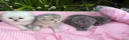Scottish Fold cats for sale: 💕💕💕❤️❤️Lovely scotish kittens💕💕💕 in Nottingham - Advert 23