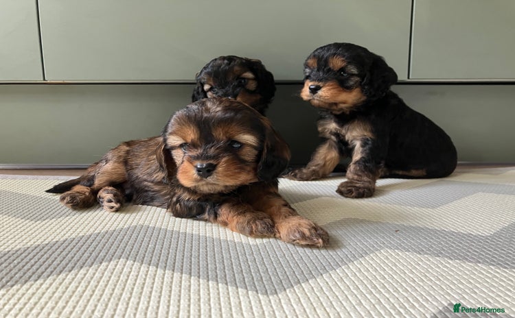Cavapoo dogs - Advert 1