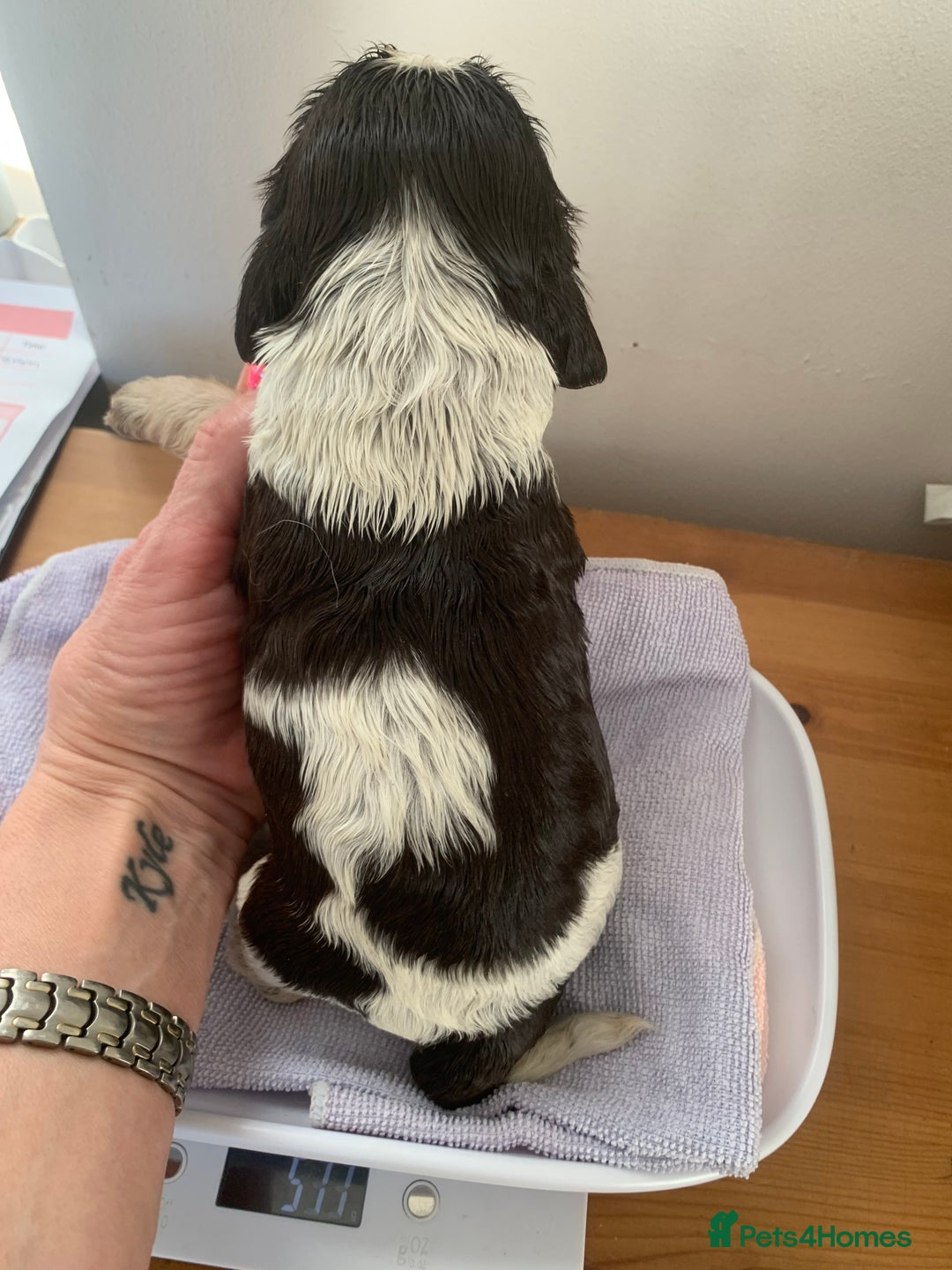 Cocker Spaniel dogs for sale: Beautiful show line cocker spaniel puppies  - Advert 20