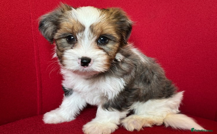 Yorkshire Terrier dogs - Advert 12