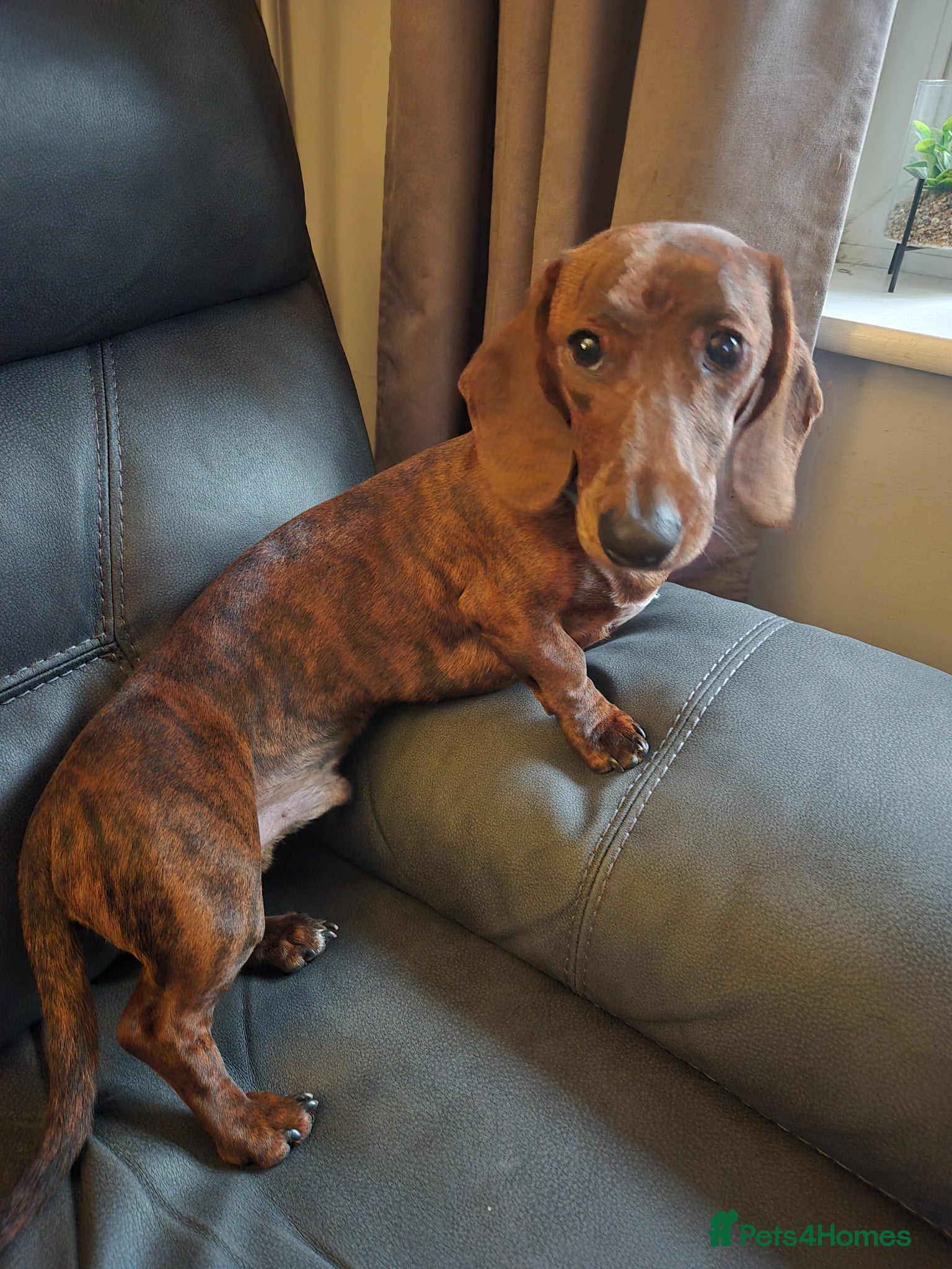 Dachshund dogs miniature dachshund / standard dachshund  - Advert 4