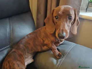 Dachshund dogs miniature dachshund / standard dachshund - Advert 4