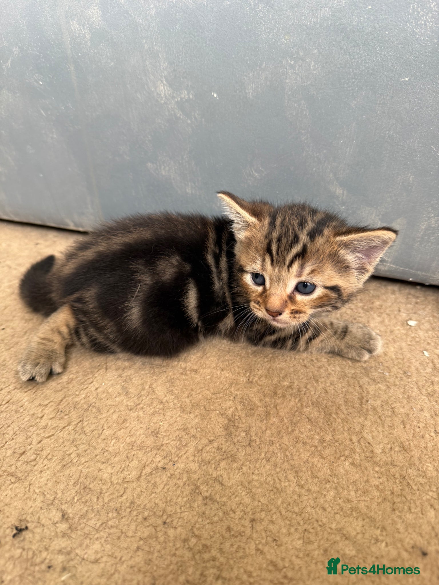 Mixed Breed cats for sale: 3 beautiful kittens  - Advert 4