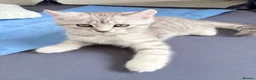 Mixed Breed cats for sale: British Shorthair Cross Kittens – GCCF Mum - Advert 19