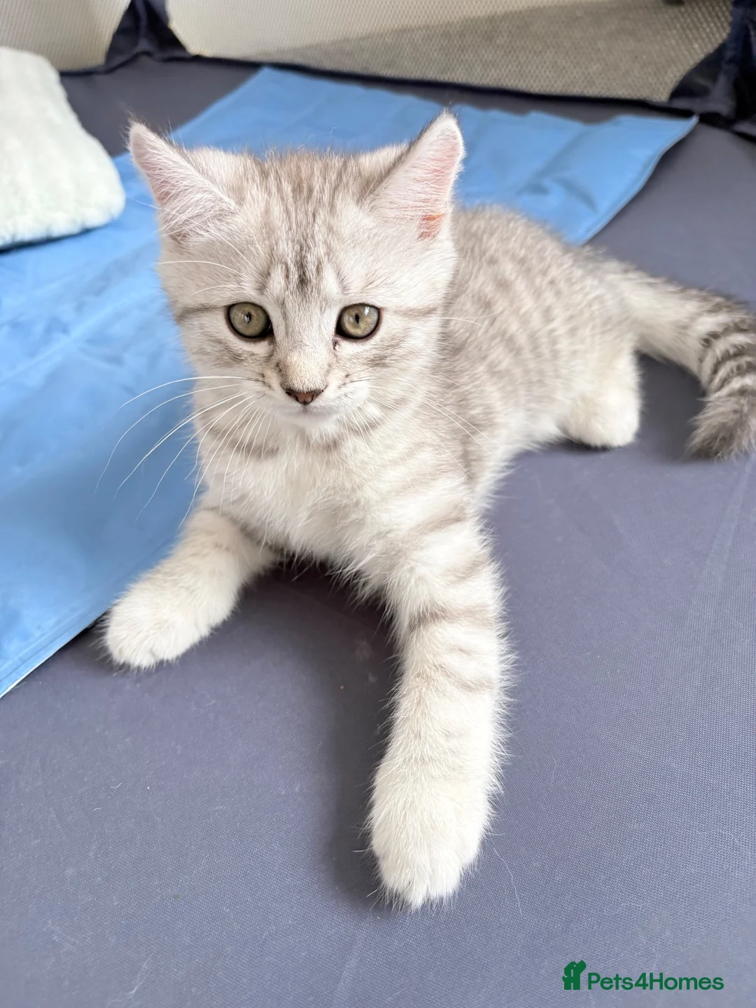 Mixed Breed cats for sale: British Shorthair Cross Kittens – GCCF Mum - Advert 19