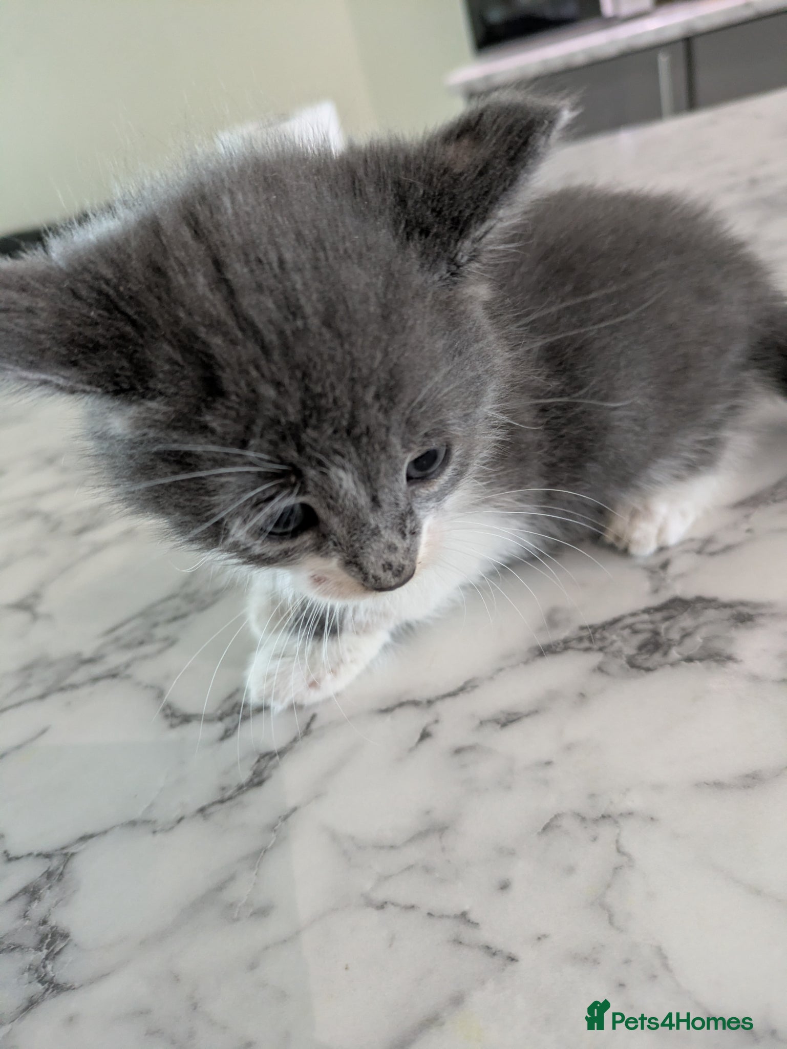 Mixed Breed cats Kittens for sale  - Advert 2