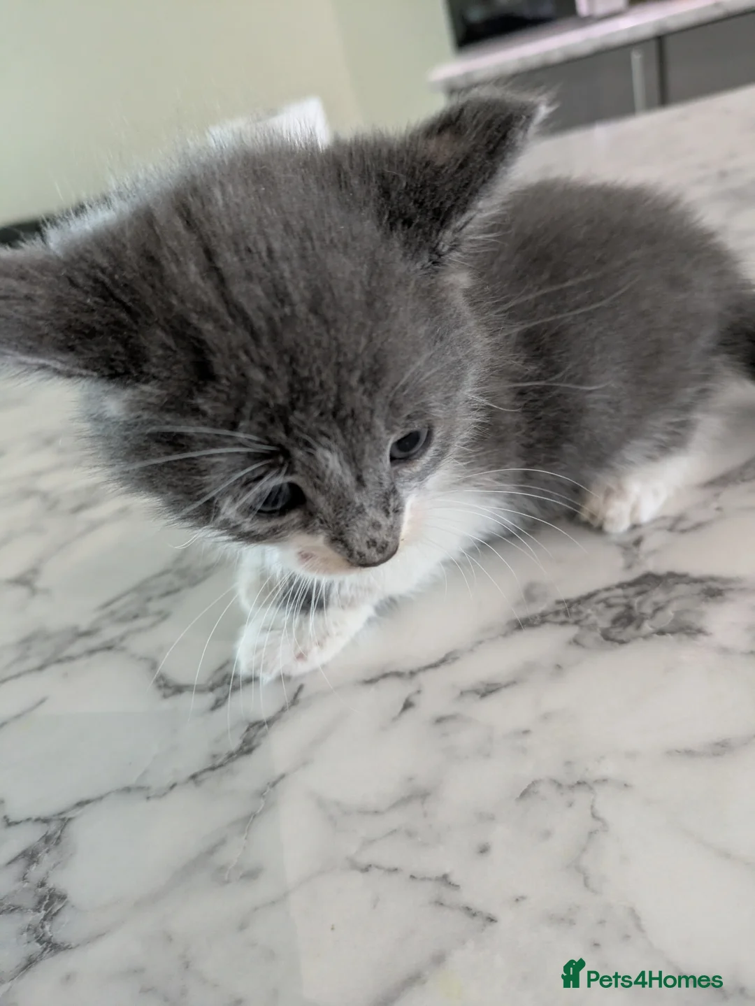 Mixed Breed cats for sale: Kittens for sale  in Birmingham - Advert 1