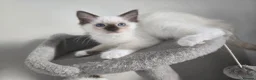 Ragdoll cats for sale: Gorgeous mitted Ragdoll girls - Advert 3