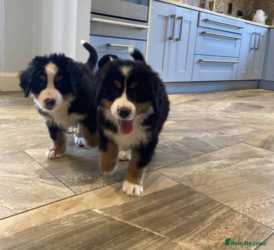 Bernese Mountain Dog dogs STUNNING BERNESE PUPPIES AVILABLE - Advert 1