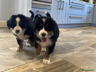 Bernese Mountain Dog dogs STUNNING BERNESE PUPPIES AVILABLE - Advert 1
